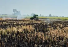 पानीपत में किसान पराली जलाते पकड़ा, कृषि विभाग ने किया नोटिस जारी