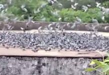 MP: पक्षियों के लिए यहां लगता है लंगर! 25 सालों से चल रही सेवा, रोजाना लगता है 1 क्विंटल अनाज