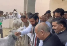करनाल में सीएम सैनी ने गोपाष्टमी पर किया गौ पूजन