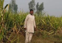 फतेहाबाद का किसान बना जैविक खेती का उदाहरण: कम उपज के बावजूद मुनाफा लगातार बढ़ा Organic Farming