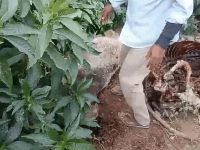 Rewa cowshed negligence