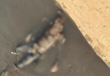 हत्या का सनसनीखेज मामला: शव नाले में फेंका गया Gurugram murder