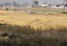 पराली जलाने के मामलों में बड़ी गिरावट crop residue cases Punjab
