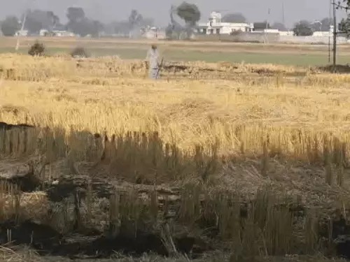 crop residue cases Punjab crop residue cases Punjab