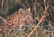 आहलुवाला-जड़ोदा गांव में घुसा तेंदुआ यमुनानगर तेंदुआ