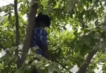 पानीपत में पेड़ पर लटका मिला युवक का शव: राहगीरों ने देखा तो मची सनसनी, नहीं हो पाई पहचान लटका मिला युवक का शव