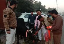 लोहारू में बेसहारा पशुओं को पहनाई रिफ्लेक्टर बेल्ट:गोरक्षा दल और विश्व हिंदू परिषद ने चलाया अभियान Reflector Belt Campaign