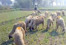 उत्पादन में बढ़ोतरी के लिए किसान का भेड़ों के साथ तजुर्बा शुरू organic farming