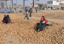 आलू उत्पादकों पर बाजार की मार, हरियाणा में समर्थन की उठी जोरदार आवाज Bhavantar scheme