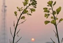 राज्य भर में पाँच दिन तक छाएगी घनी धुंध, रात का पारा स्थिर; महेंद्रगढ़ में महसूस हुई सबसे कड़ी ठंड Haryana fog alert