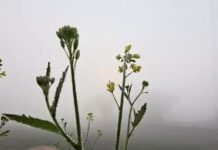 उत्तर भारत में कड़ाके की ठंड का कहर, न्यूनतम तापमान ने तोड़े रिकॉर्ड extreme winter