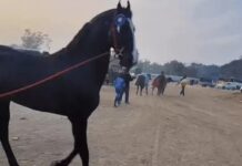 पशु मेले में शाही नस्ल की धमक, करोड़ों की विरासत बना आकर्षण Kurukshetra animal fair