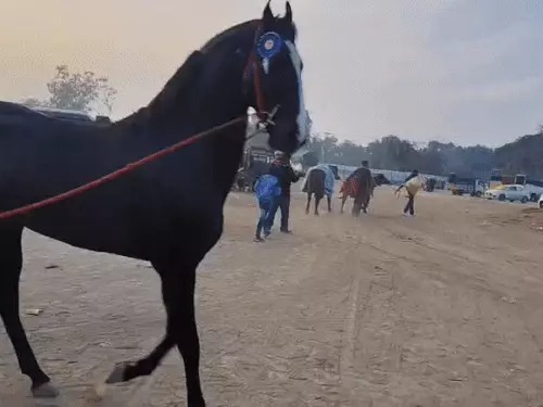 Kurukshetra animal fair