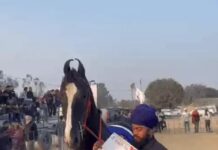 कुरुक्षेत्र मेले की शान बना शाही घोड़ा, कीमत और रुतबा दोनों खास Kurukshetra fair