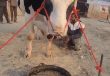 विशालकाय पशु बना आकर्षण का केंद्र, अनोखे आंकड़ों ने सबको चौंकाया Kurukshetra-animal fair