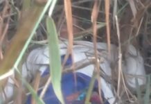 महिला की निर्मम हत्या, झाड़ियों में फेंका शव मिला Woman Murder