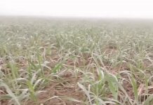 नए साल की ठंडी शुरुआत, हल्की फुहारों और कोहरे के साथ Jhajjar Weather