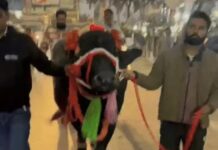 11 लाख की भैंस बनी आकर्षण का केंद्र, गांव में निकाला गया भव्य जुलूस buffalo worth 11 lakh