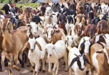 रात के सन्नाटे में पशुधन पर हाथ साफ, सुबह उजागर हुई चोरी Sheep Goat Stealing