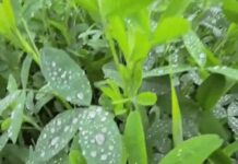 हरियाणा में मौसम ने बदली करवट, दिन में बढ़ी गर्माहट Haryana Weather