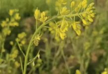 मौसम बदलेगा करवट, कुछ दिनों में बूंदाबांदी की संभावना Haryana weather