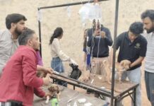 क्रूरता की हद, लड्डुओं में जहर मिलाकर 22 पिल्लों को खिलाया Mohali animal cruelty