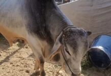 रेगिस्तान की शान बना खास मेहमान: पशु मेले में सबकी नजरों का केंद्र Tharparkar Breed