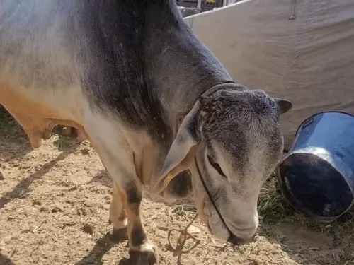 Tharparkar Breed