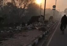 शहर की सड़कों पर कचरे के ढेर, पॉलिथीन निगलने को मजबूर पशु Chandigarh Garbage Issue