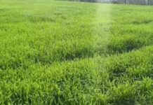 बढ़ता दिन का तापमान, किसान गेहूं फसल के लिए हल्की सिंचाई पर ध्यान दें Haryana temperature rise