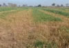 दवा के छिड़काव से बर्बाद हुई गेहूं, परिवार पर दोहरी मार Rohtak Crop Damage