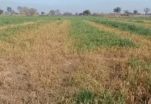 दवा के छिड़काव से बर्बाद हुई गेहूं, परिवार पर दोहरी मार Rohtak Crop Damage
