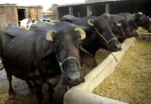 पशु खरीद के नाम पर बड़ा छल: Bhiwani Fraud Case