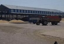 गेहूं खरीद प्रक्रिया में कड़े प्रावधान लागू, अब पहचान की होगी सख्त जांच Haryana wheat procurement