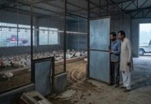 पोल्ट्री फार्म पर धावा, सैकड़ों मुर्गे ले गए बदमाश Jind poultry farm theft