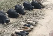 करनाल में सनसनी: 7 गोवंशों के कटे हुए सिर नहर में मिले, हत्या की आशंका