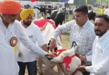 करनाल के पशु मेले में ‘चन्नो’ गाय बनी चैंपियन: 77.977 लीटर दूध देकर जीता खिताब, मुर्रा भैंस भी अव्वल; पशुपालकों में खुशी