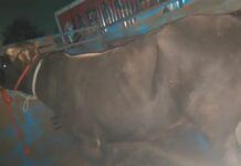 अवैध रूप से ले जाए जा रहे पशु बरामद, पुलिस की कार्रवाई Nuh police action