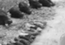 करनाल में दिल दहला देने वाली घटना, 7 गोवंशों के कटे सिर बरामद Karnal incident