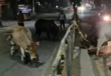 आवारा पशु हटाने पहुँची टीम पर हिंसक वार stray cattle issue