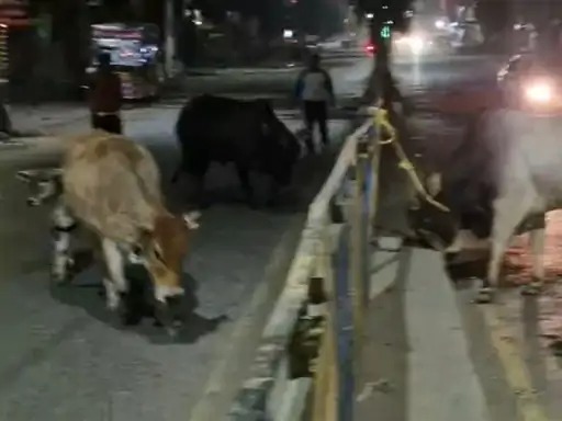 stray cattle issue