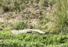 SYL नहर में 14 फुट का मगरमच्छ दिखा, VIDEO से मची हलचल Kurukshetra news