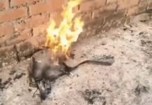 हाई-वोल्टेज तार से चिपककर मासूम की मौत, धमाके से दहशत Kurukshetra Incident