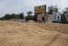 धान घोटाले में एक और केस दर्ज, करोड़ों की गड़बड़ी उजागर Kurukshetra scam