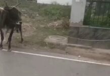 आवारा पशुओं पर सख्ती, 2000 जानवरों को पकड़ने की तैयारी Rewari Stray Animals
