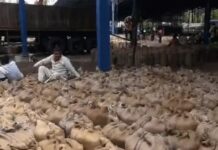 सरसों खरीद प्रक्रिया शुरू, हजारों किसानों को मिलेगा फायदा Rewari mustard procurement