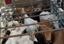 गुरुग्राम में KMP टोल पर गोवंश से भरी गाड़ी पकड़ी:बिलासपुर में डंपर की टक्कर से वाहन क्षतिग्रस्त; पुलिस ने ड्राइवर को दबोचा