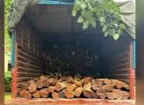 वन तस्करी पर कार्रवाई, लकड़ी से भरा ट्रक जब्त Sonipat illegal wood