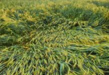 आंधी-बारिश से खेतों में तबाही, किसानों की बढ़ी चिंता Jhajjar storm damage