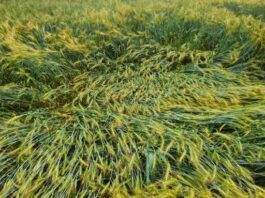 आंधी-बारिश से खेतों में तबाही, किसानों की बढ़ी चिंता Jhajjar storm damage